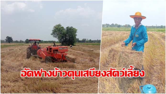 สู้พิษเศรษฐกิจ!-ชาวนาอัดฟางข้าวตุนเสบียงสัตว์เลี้ยง-พร้อมรวมสต๊อกส่งโรงไฟฟ้าชีวมวลลดจ่ายสร้างรายได้