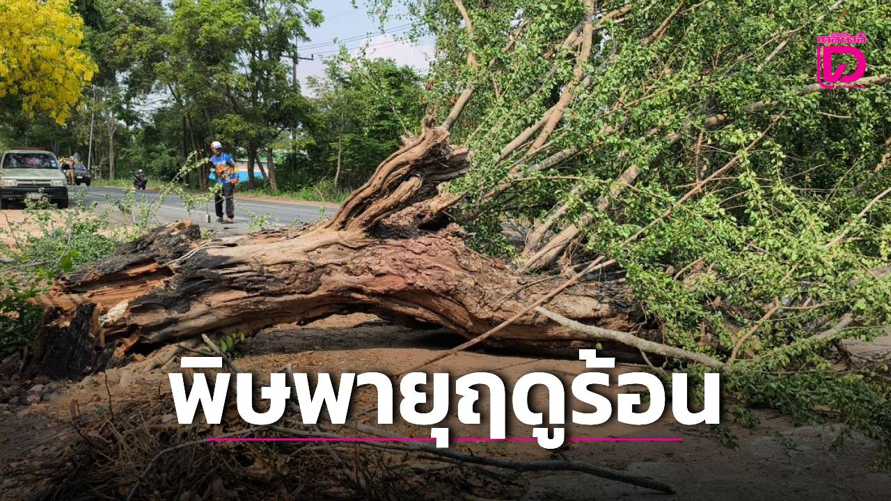 ‘พายุฤดูร้อน’-พัดถล่ม-‘รังกาใหญ่-โคราช’-ต้นไม้ล้มขวางถนน-เจ้าหน้าที่เร่งให้การช่วยเหลือ-|-เดลินิวส์