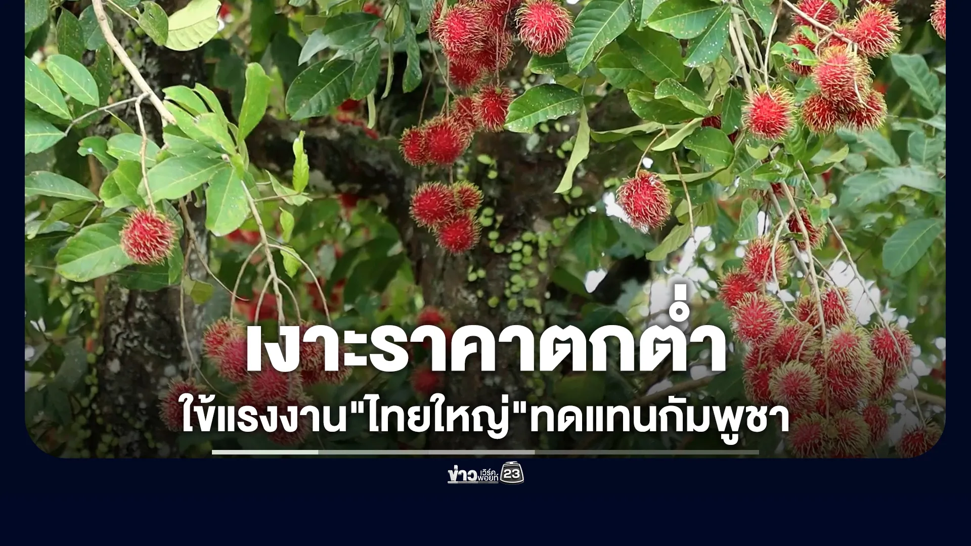 เจ้าของสวนเงาะหันใช้แรงงาน”ไทยใหญ่”ทดแทนแรงงานกัมพูชา