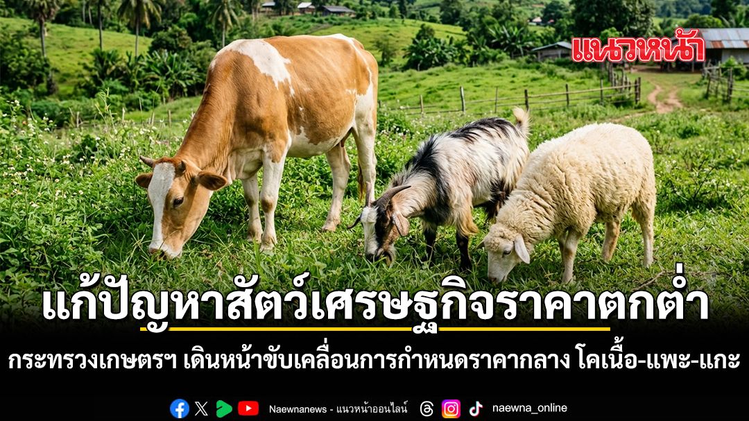 แก้ปัญหาสัตว์เศรษฐกิจราคาตกต่ำ-กระทรวงเกษตรฯ-เดินหน้าขับเคลื่อนการกำหนดราคากลาง-โคเนื้อ-แพะ-แกะ