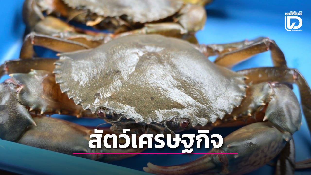 “ปูทะเล”-ขึ้นแท่นสัตว์เศรษฐกิจมูลค่าสูง-เร่งเพิ่มผลผลิตรับตลาด -|-เดลินิวส์